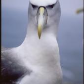 White-capped mollymawk. Front view of adult Tasmanian white-capped mollymawk. Albatross Island, Tasmania, September 2001. Image &copy; Mike Double by Mike Double