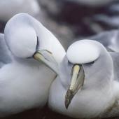White-capped mollymawk | Toroa. Adult pair of Tasmanian white-capped mollymawk. Albatross Island, Tasmania, September 2001. Image &copy; Mike Double by Mike Double