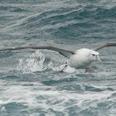 White-capped mollymawk | Toroa. Adult taking off from sea. Cook Strait, August 2012. Image &copy; Alan Tennyson by Alan Tennyson