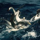 Chatham Island mollymawk | Toroa. Adult (with fully yellow bill) competing for fish scraps with Salvin's mollymawks and one Buller's mollymawk (right). Snares Islands, February 1983. Image &copy; Colin Miskelly by Colin Miskelly