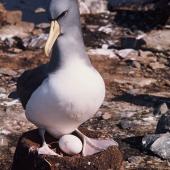Chatham Island mollymawk. Adult on nest with egg. The Pyramid,  Chatham Islands, September 1974. Image &copy; Department of Conservation ( image ref: 10036070 ) by Chris Robertson Department of Conservation  Courtesy of Department of Conservation