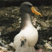 Chatham Island mollymawk | Toroa. Adult with chick. The Pyramid, Chatham Islands, December 2001. Image &copy; Paul Scofield by Paul Scofield