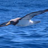 Chatham Island mollymawk | Toroa. Adult in flight. Tutukaka Pelagic out past Poor Knights Islands, October 2020. Image &copy; Scott Brooks (ourspot) by Scott Brooks