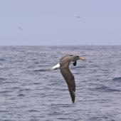 Chatham Island mollymawk | Toroa. Adult in flight showing upperwing. The Pyramid, December 2009. Image &copy; Peter Frost by Peter Frost