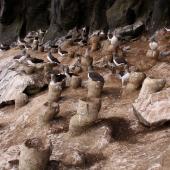 Chatham Island mollymawk. Adults and chicks on tall nest pedestals in 'the cave'. The Pyramid,  Chatham Islands, December 2009. Image &copy; Mark Fraser by Mark Fraser