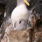 Chatham Island mollymawk. Adult and chick on a tall nest pedestal in 'the cave'. The Pyramid,  Chatham Islands, December 2009. Image &copy; Mark Fraser by Mark Fraser