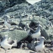 Salvin's mollymawk | Toroa. Breeding colony. Toru Islet, Western Chain, Snares Islands, December 1984. Image &copy; Colin Miskelly by Colin Miskelly