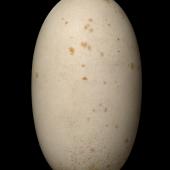 Salvin's mollymawk. Egg 112.2 x 63.5 mm (NMNZ OR.006785, collected by Captain John Bollons). Bounty Islands, October 1895. Image &copy; Te Papa by Jean-Claude Stahl
