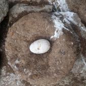 Salvin's mollymawk | Toroa. Egg in nest. Proclamation Island, Bounty Islands, October 2019. Image &copy; Alan Tennyson by Alan Tennyson