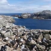 Salvin's mollymawk | Toroa. Nesting colony mixed with erect-crested penguins. Proclamation Island, Bounty Islands, October 2019. Image &copy; Alan Tennyson by Alan Tennyson