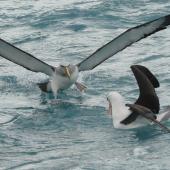 Salvin's mollymawk | Toroa. Adult (left) on water showing 'armpits' plus black-browed mollymawk. Cook Strait, August 2012. Image &copy; Alan Tennyson by Alan Tennyson