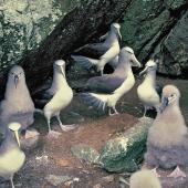 Salvin's mollymawk. Adults and chicks on breeding colony. Toru Islet, Snares Western Chain, January 1986. Image &copy; Alan Tennyson by Alan Tennyson