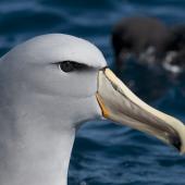Salvin's mollymawk. Close-up of adult head. Kaikoura pelagic, January 2013. Image &copy; Philip Griffin by Philip Griffin