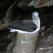 Salvin's mollymawk | Toroa. Adult on pedestal nest. Toru Islet, Western Chain, Snares, October 2009. Image &copy; Matt Charteris by Matt Charteris