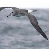 Salvin's mollymawk. Immature in flight. At sea off Whanganui, October 2009. Image &copy; Phil Battley by Phil Battley