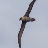Sooty albatross. Adult in flight. Port MacDonnell pelagic,  South Australia, April 2017. Image &copy; David Newell 2017 birdlifephotography.org.au by David Newell