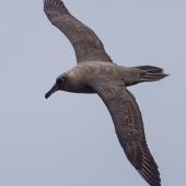 Sooty albatross. Adult in flight. Port MacDonnell pelagic,  South Australia, April 2017. Image &copy; David Newell 2017 birdlifephotography.org.au by David Newell