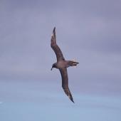 Sooty albatross. Adult in flight. Anchorage Bay, Antipodes Island, November 1995. Image &copy; Alan Tennyson by Alan Tennyson
