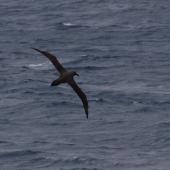 Sooty albatross. Adult in flight, dorsal. South of St Paul Island, Southern Indian Ocean, January 2016. Image &copy; Colin Miskelly by Colin Miskelly