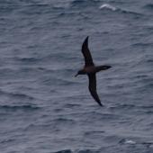 Sooty albatross. Adult in flight, ventral. South of St Paul Island, Southern Indian Ocean, January 2016. Image &copy; Colin Miskelly by Colin Miskelly