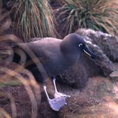 Sooty albatross. Adult. Antipodes Island, October 1995. Image &copy; Terry Greene by Terry Greene
