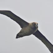 Sooty albatross. Adult. Tristan da Cunha, March 2016. Image &copy; Gordon Petersen by Gordon Petersen © Gordon Petersen