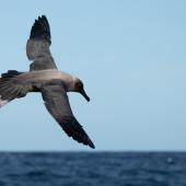 Light-mantled sooty albatross. Adult in flight, about to land on water. At sea off Poor Knights Islands, July 2018. Image &copy; Les Feasey by Les Feasey