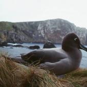 Light-mantled sooty albatross. Adult. Antipodes Island, October 1990. Image &copy; Colin Miskelly by Colin Miskelly