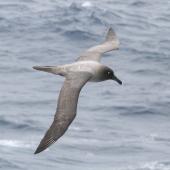 Light-mantled sooty albatross | Toroa pango. Dorsal view of adult in flight. At sea off Campbell Island, November 2011. Image &copy; Detlef Davies by Detlef Davies
