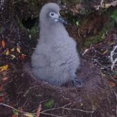 Light-mantled sooty albatross. Downy chick on nest. Deas Head, Auckland Island, January 2018. Image &copy; Colin Miskelly by Colin Miskelly