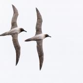 Light-mantled sooty albatross. Pair in courtship flight. Enderby Island,  Auckland Islands, January 2016. Image &copy; Tony Whitehead by Tony Whitehead www.wildlight.co.nz