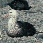 Southern giant petrel. Adult dark morph. Hop Island, Prydz Bay, Antarctica, February 1990. Image &copy; Colin Miskelly by Colin Miskelly