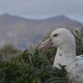 Southern giant petrel. Adult white morph resting on land. Campbell Island, October 2012. Image &copy; Kyle Morrison by Kyle Morrison