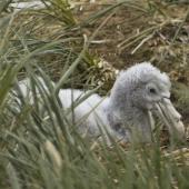 Southern giant petrel. Chick on nest. Prion Island,  South Georgia, January 2016. Image &copy; Rebecca Bowater  by Rebecca Bowater FPSNZ AFIAP www.floraandfauna.co.nz