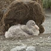 Southern giant petrel. Chick on nest. St Andrew Bay,  South Georgia, January 2016. Image &copy; Rebecca Bowater  by Rebecca Bowater FPSNZ AFIAP www.floraandfauna.co.nz
