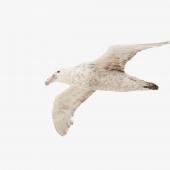 Southern giant petrel. Adult, white morph in flight. Booth Island, Penola Strait, Antarctic Peninsula, February 2015. Image &copy; Edin Whitehead by Edin Whitehead www.edinz.com