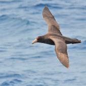 Southern giant petrel. Juvenile in flight. West of the Falkland Islands, December 2015. Image &copy; Cyril Vathelet by Cyril Vathelet