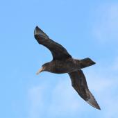 Southern giant petrel. Immature in flight. Drake Passage, December 2015. Image &copy; Cyril Vathelet by Cyril Vathelet