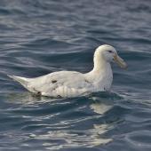 Southern giant petrel. Adult white morph on water. South Georgia Island, March 2016. Image &copy; Gordon Petersen by Gordon Petersen © Gordon Petersen, petersenphoto.com