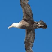 Southern giant petrel. Dark morph adult in flight. Macquarie Island, February 2015. Image &copy; Richard Smithers by Richard Smithers