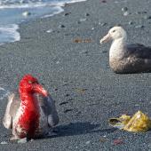 Southern giant petrel | Pāngurunguru. Two dark morph adults on beach - one blood stained from feeding on dead elephant seal. Macquarie Island, February 2015. Image &copy; Richard Smithers by Richard Smithers