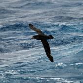 Northern giant petrel | Pāngurunguru. Adult in flight (dorsal). Drake Passage, December 2006. Image &copy; Nigel Voaden by Nigel Voaden http://www.flickr.com/photos/nvoaden/