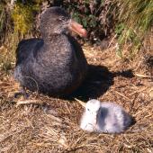 Northern giant petrel | Pāngurunguru. Adult and chick. Antipodes Island, October 1995. Image &copy; Terry Greene by Terry Greene