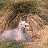 Northern giant petrel. Chick on nest. Antipodes Island, October 1995. Image &copy; Terry Greene by Terry Greene