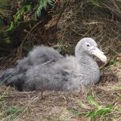 Northern giant petrel | Pāngurunguru. Large chick on nest. Campbell Island, January 2010. Image &copy; Koos Baars by Koos Baars