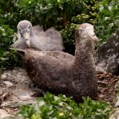 Northern giant petrel | Pāngurunguru. Adult and large chick at nest. Forty Fours,  Chatham Islands, December 2009. Image &copy; Mark Fraser by Mark Fraser