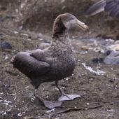 Northern giant petrel. Adult standing. Antipodes Island, March 2009. Image &copy; Mark Fraser by Mark Fraser
