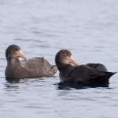 Northern giant petrel. Sub-adult northern (right) and southern giant petrels at sea. Dunedin, July 2016. Image &copy; Leon Berard by Leon Berard