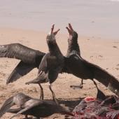 Northern giant petrel | Pāngurunguru. Adults fighting over sea lion carcass. Enderby Island,  Auckland Islands, December 2006. Image &copy; Andrew Maloney by Andrew Maloney