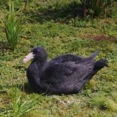 Northern giant petrel. Fully-grown chick. Enderby Island,  Auckland Islands, January 2018. Image &copy; Colin Miskelly by Colin Miskelly